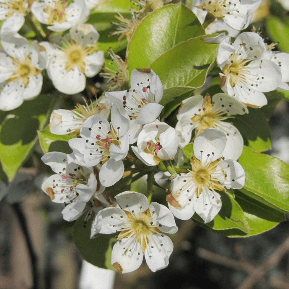 Par Beurre Hardy (Pyrus Communis), cu fructe dulci verzi