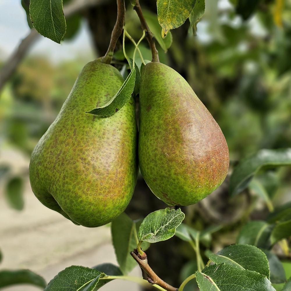 Par Bonne Louise a'Avranches (Pyrus Communis), cu fructe dulci-acidulat