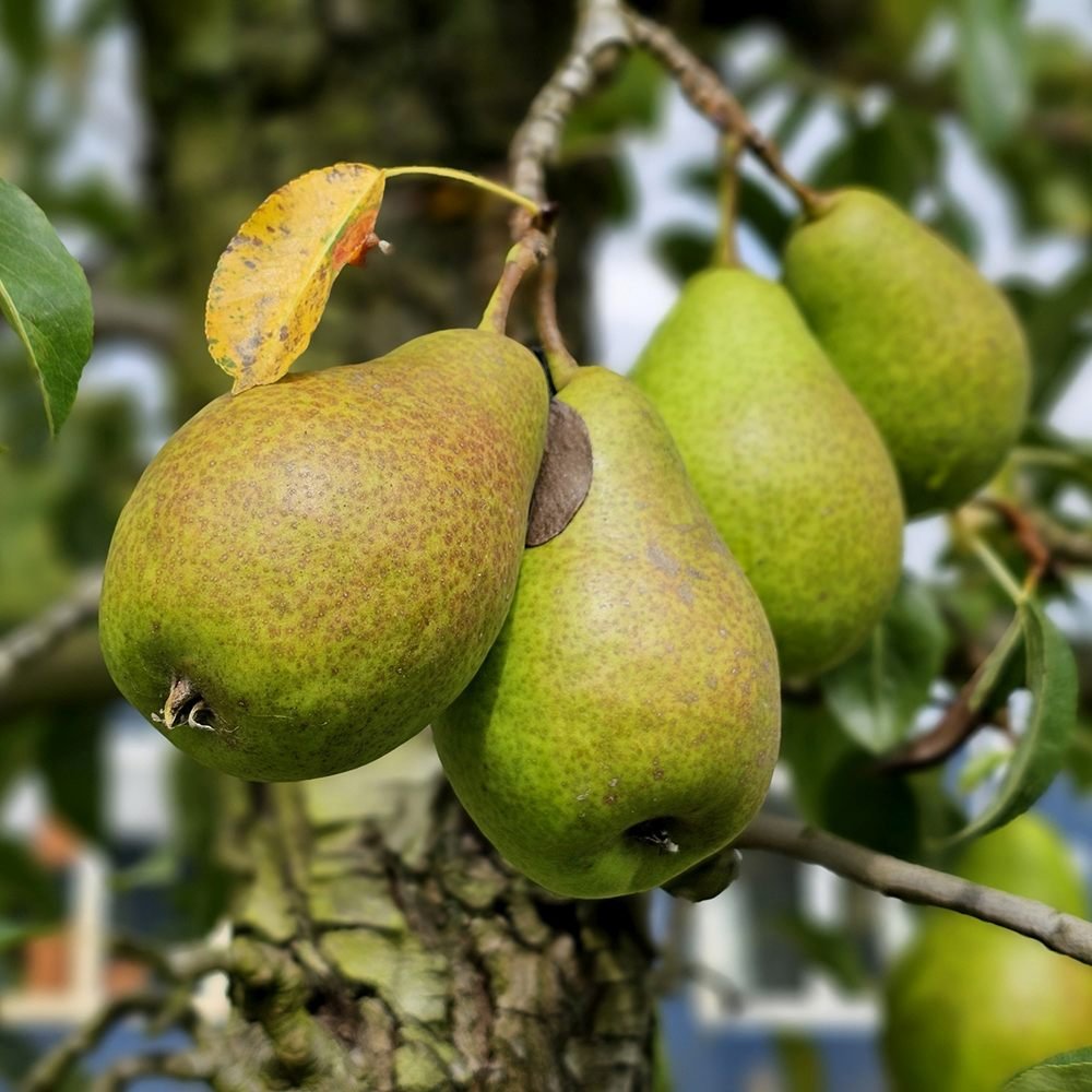 Par Bonne Louise a'Avranches (Pyrus Communis), cu fructe dulci-acidulat