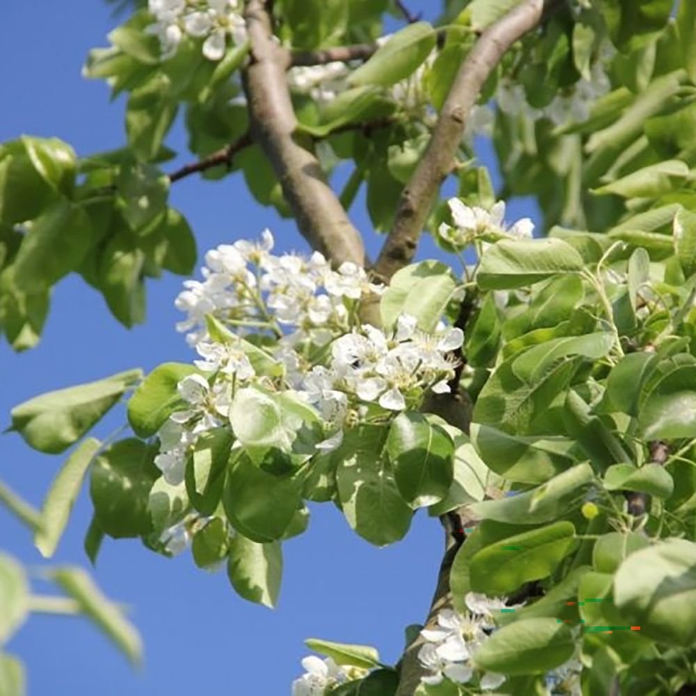 Par Bonne Louise a'Avranches (Pyrus Communis), cu fructe dulci-acidulat