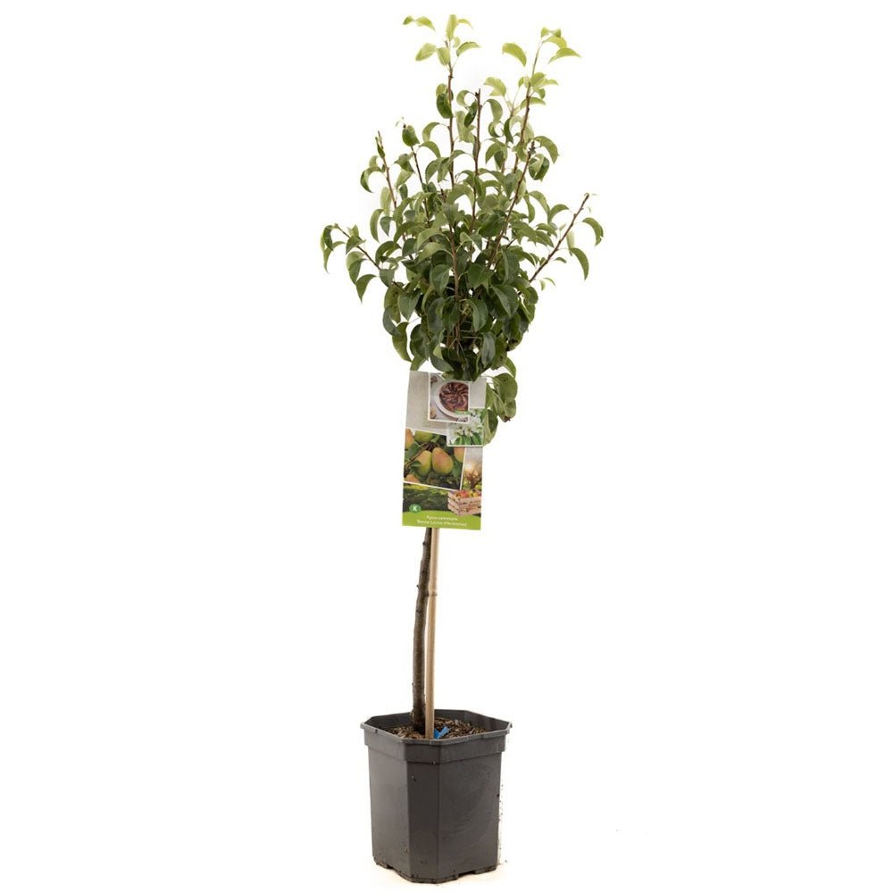 Par Bonne Louise a'Avranches (Pyrus Communis), cu fructe dulci-acidulat