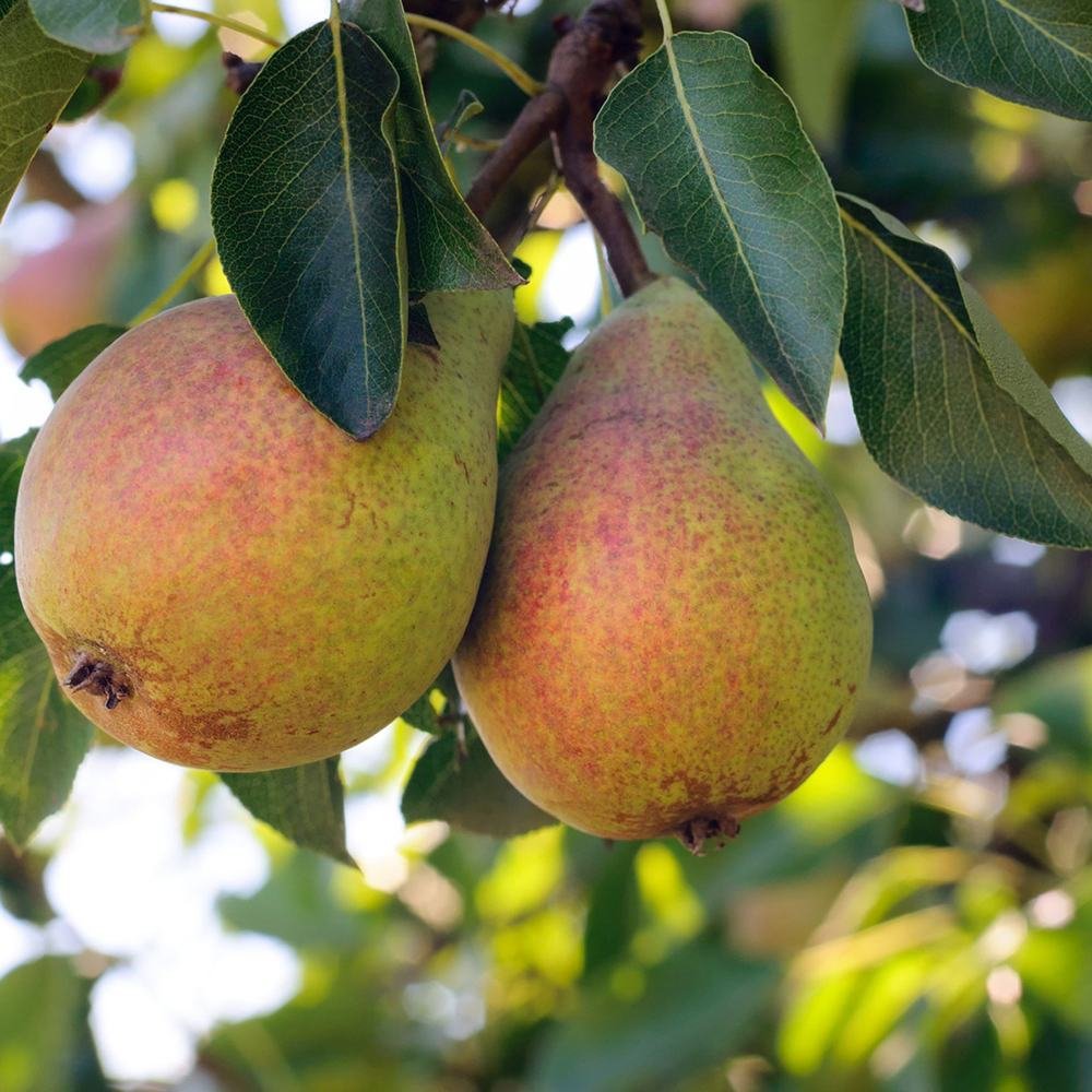 Par Clapp's Favourite (Pyrus Communis), cu fructe dulci galben-verzui