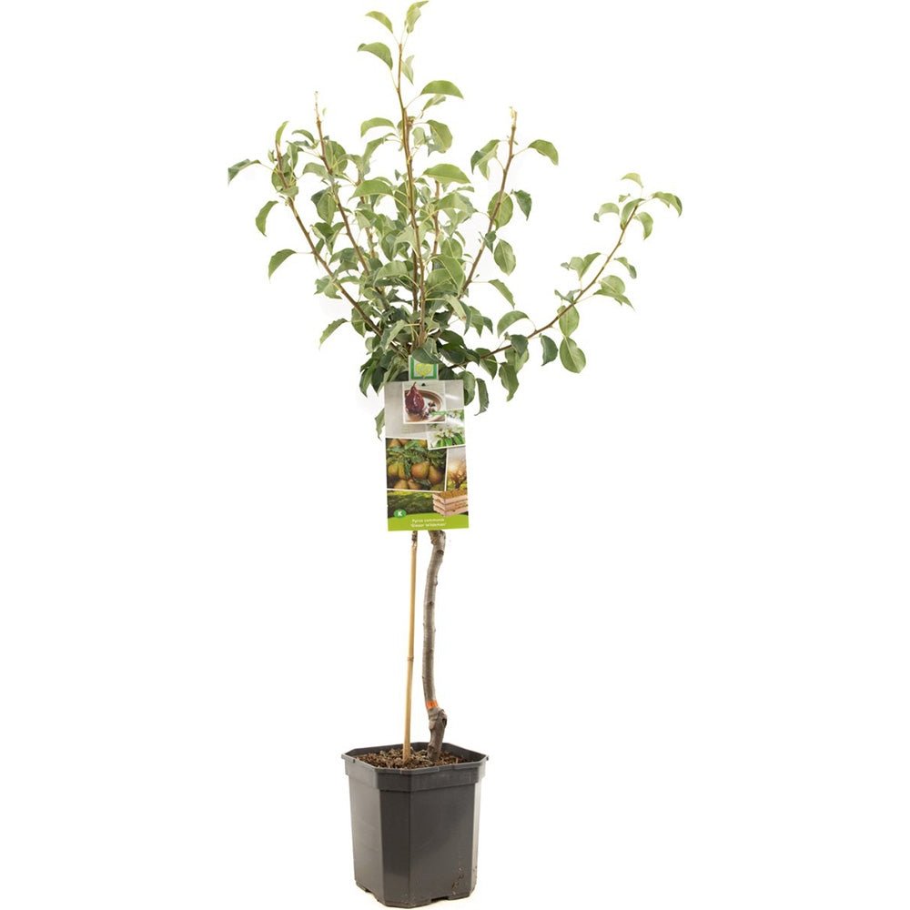 Par Gieser Wilderman (Pyrus Communis), cu fructe dulci-acrisor rosu-brun