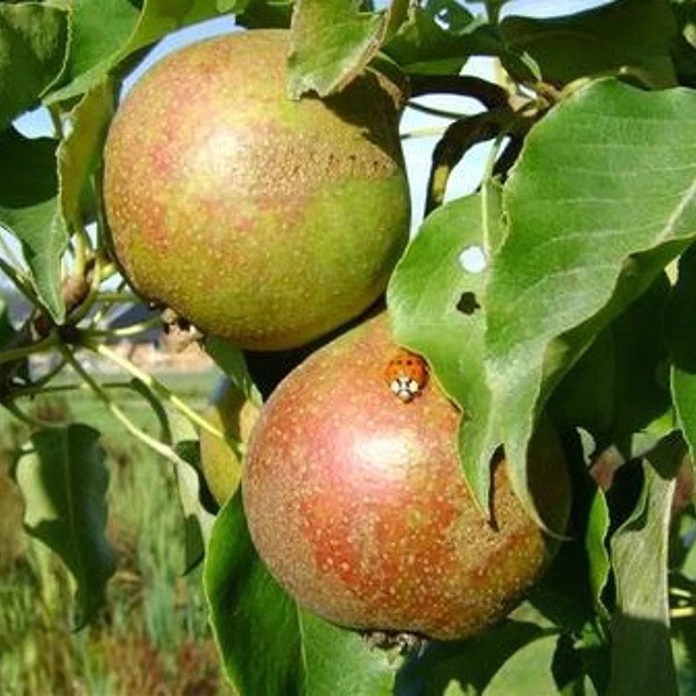 Par Gieser Wilderman (Pyrus Communis), cu fructe dulci-acrisor rosu-brun