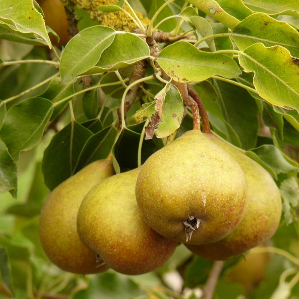 Par Gieser Wilderman (Pyrus Communis), cu fructe dulci-acrisor rosu-brun