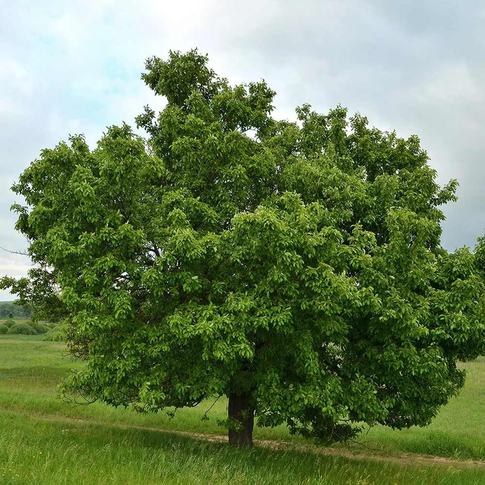 Par Groene Vrucht (Pyrus Communis), cu fructe dulci-acrisor verde