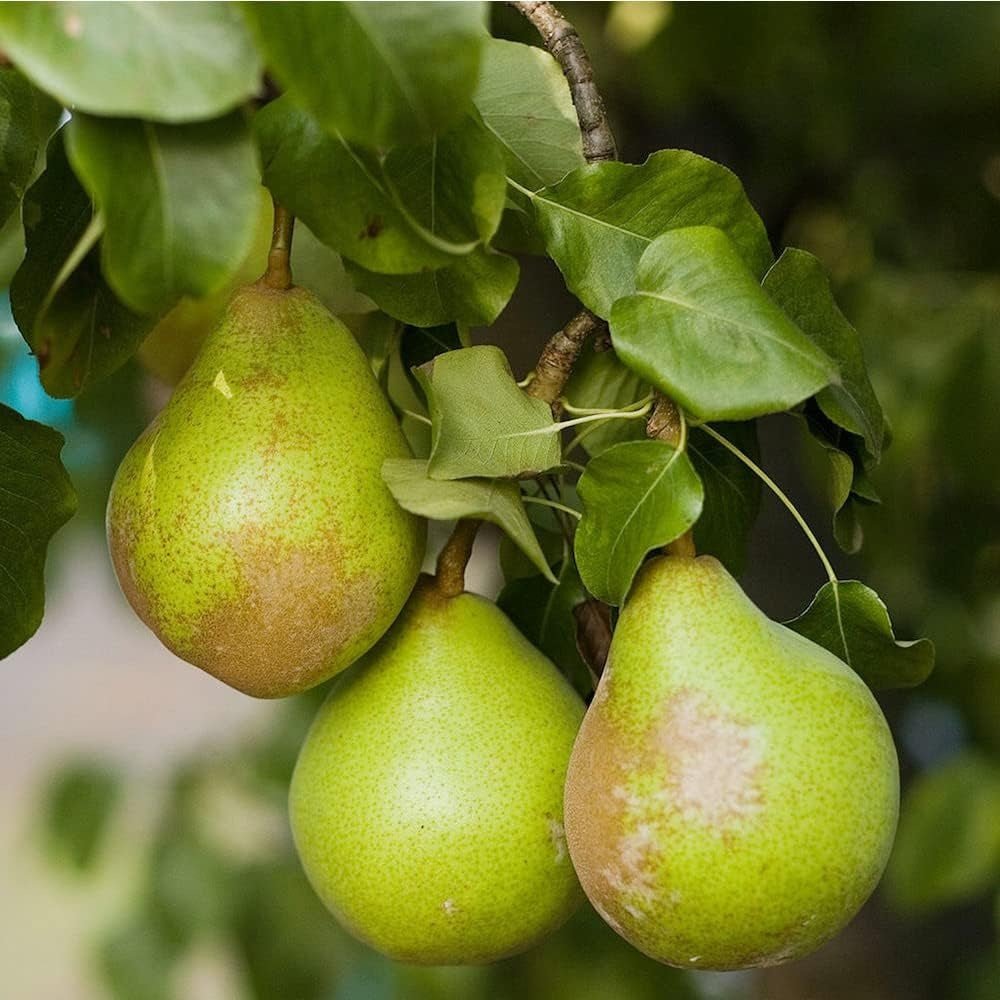 Par Para Dulce (Pyrus Communis), cu fructe super dulci galben-verzui