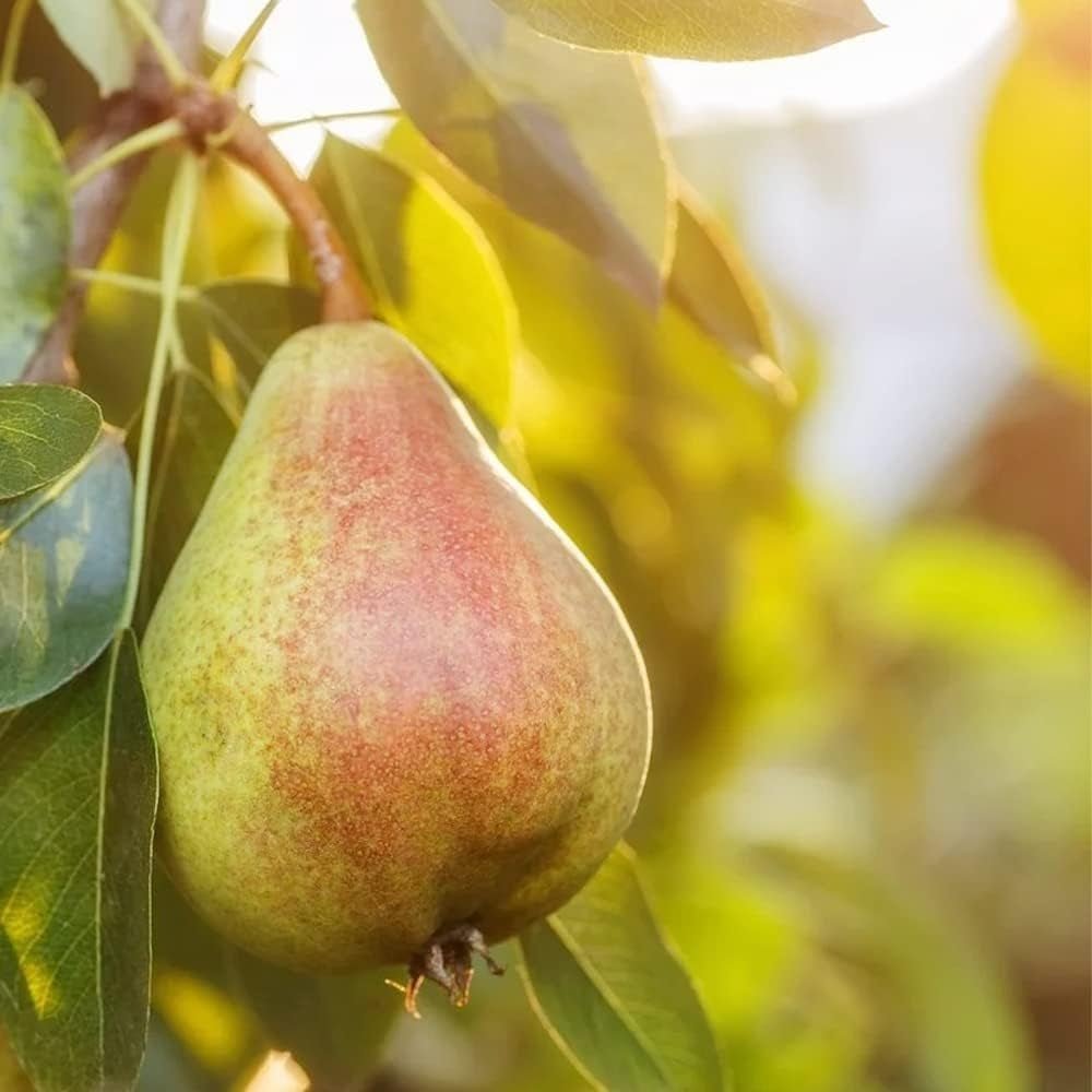 Par Para Dulce (Pyrus Communis), cu fructe super dulci galben-verzui