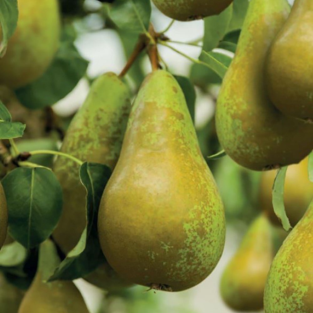 Par (Pyrus Communis) Conference, cu fruncte alungite dulci si suculente