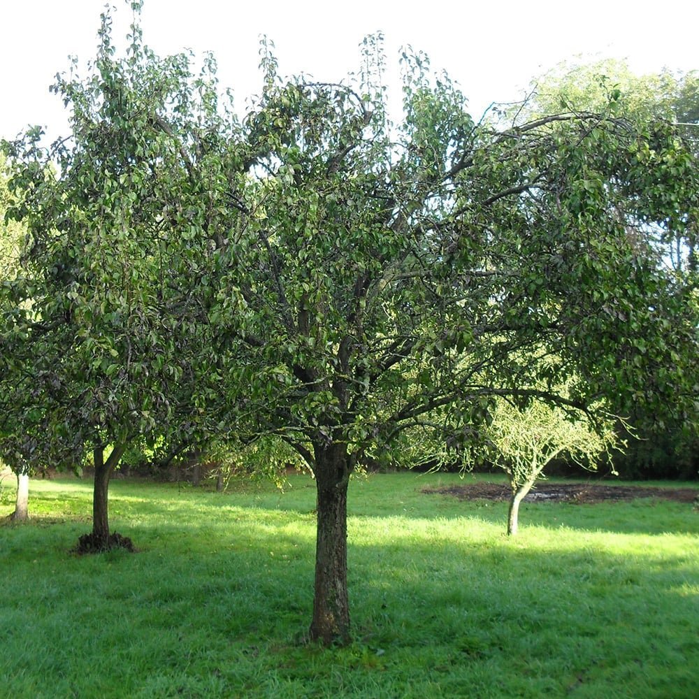 Par (Pyrus Communis) Conference, cu fruncte alungite dulci si suculente