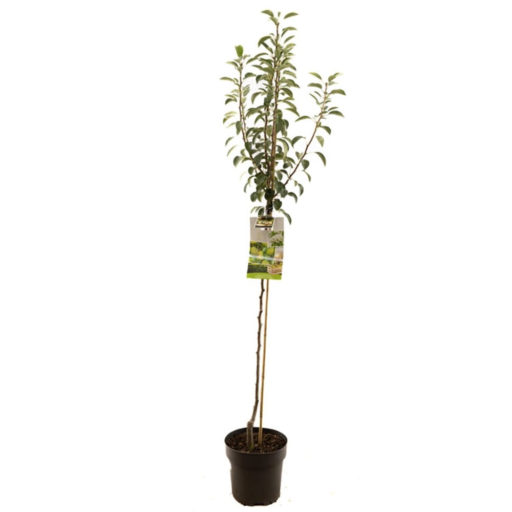 Par (Pyrus Communis) Doyenne du Comice, cu fructe dulci maxim