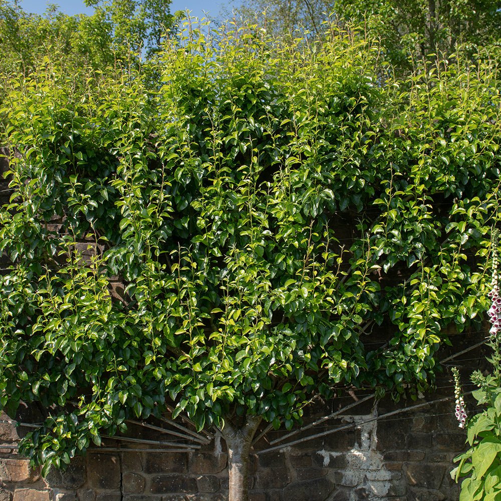 Par (Pyrus Communis) Doyenne du Comice, cu fructe dulci maxim