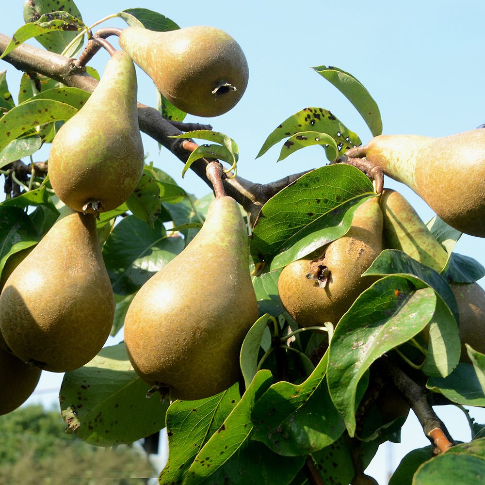 Par (Pyrus Communis) Doyenne du Comice, cu fructe dulci maxim