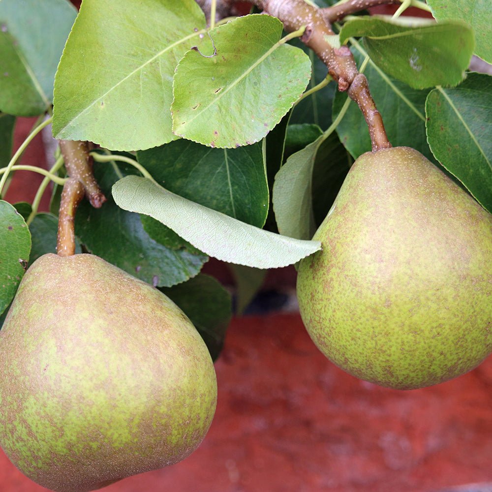 Par (Pyrus Communis) Doyenne du Comice, cu fructe dulci maxim