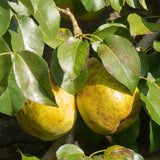 Par (Pyrus Communis) Doyenne du Comice, cu fructe dulci maxim - VERDENA-40-50 cm inaltime, livrat in ghiveci de 3 l