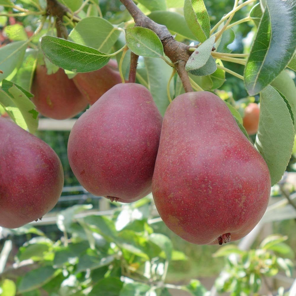 Par Rode Vrucht (Pyrus Communis), cu fructe dulci rosii