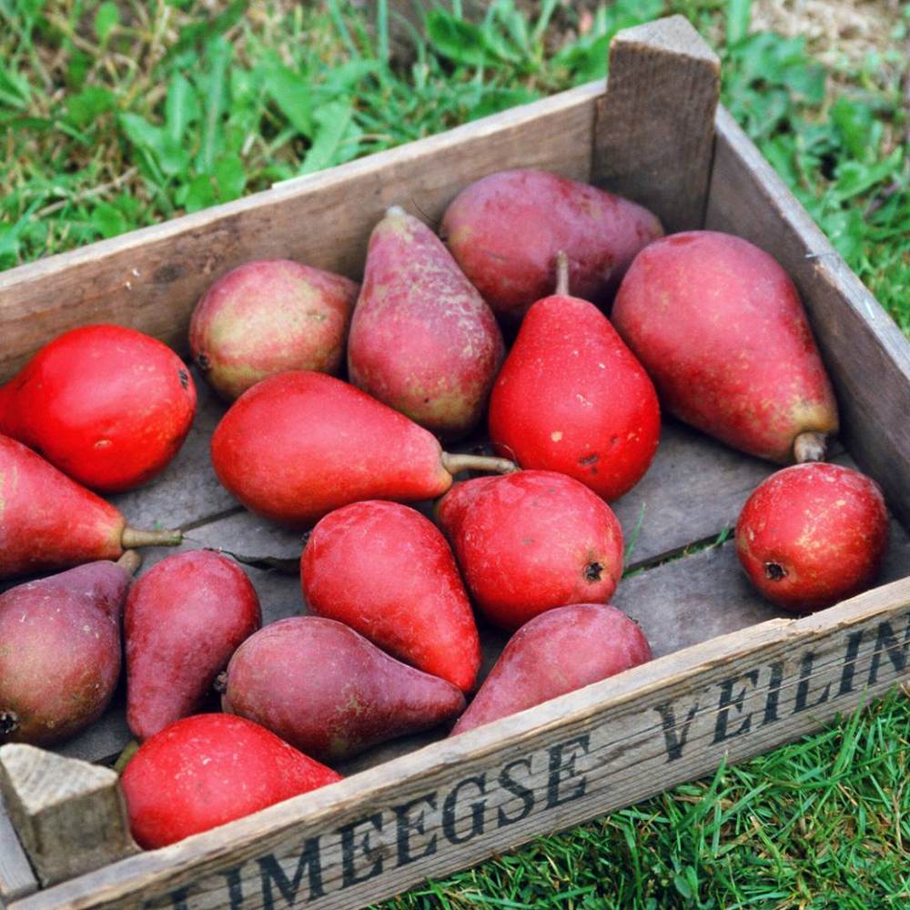 Par Rode Vrucht (Pyrus Communis), cu fructe dulci rosii