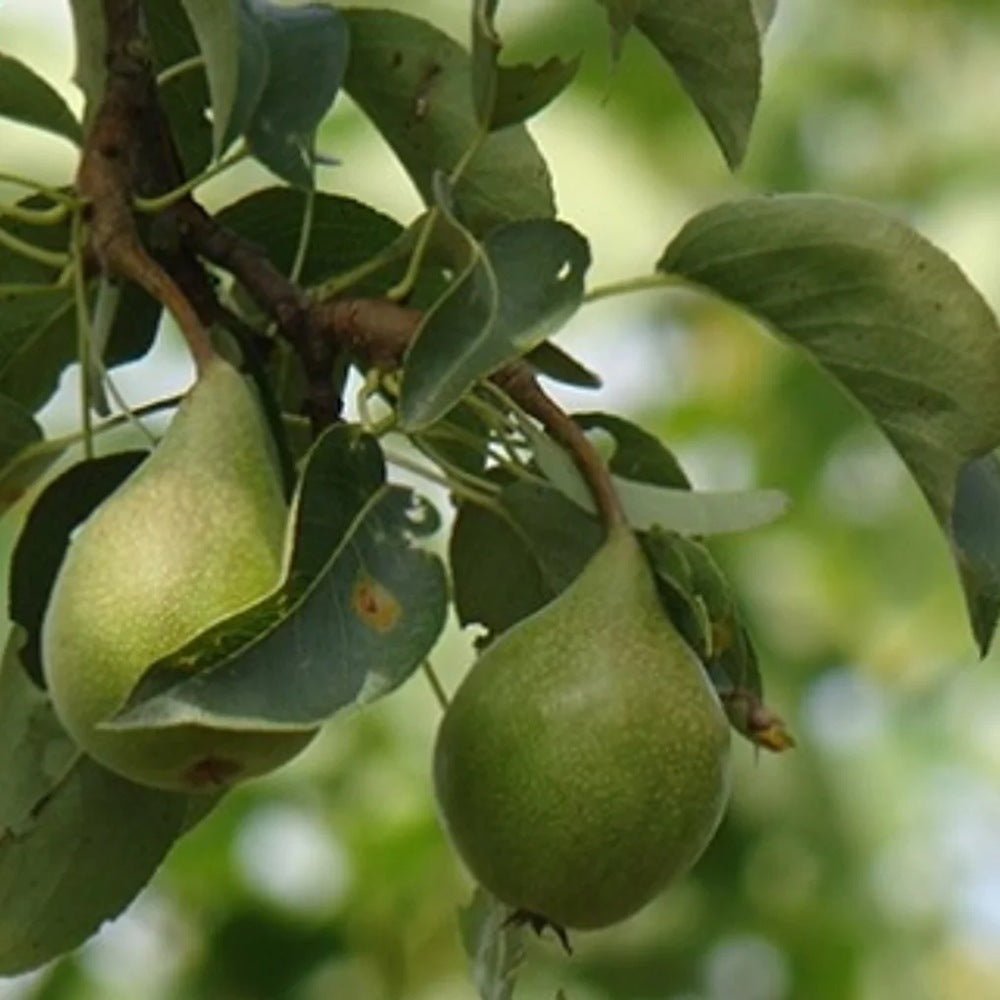 Par Triomphe de Vienne (Pyrus Communis), cu fructe dulci verde-galbui