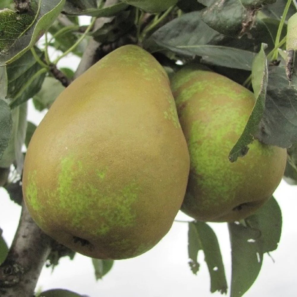 Par Triomphe de Vienne (Pyrus Communis), cu fructe dulci verde-galbui