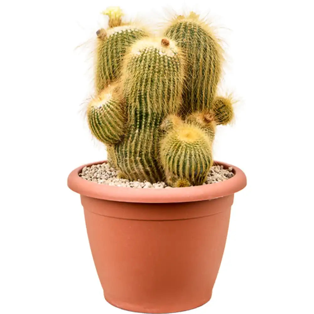 Cactusul conic auriu (Parodia leninghausii), 25 cm, cactus decorativ cu aspect spectaculos si ingrijire usoara