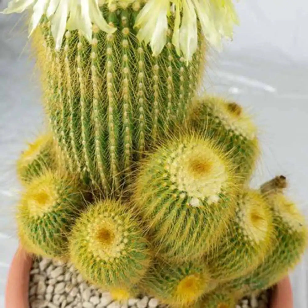 Cactusul conic auriu (Parodia leninghausii), 25 cm, cactus decorativ cu aspect spectaculos si ingrijire usoara