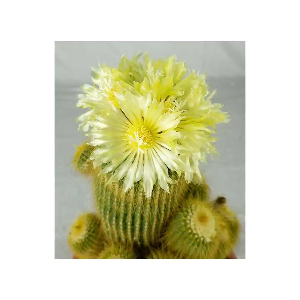 Cactusul conic auriu (Parodia leninghausii), 25 cm, cactus decorativ cu aspect spectaculos si ingrijire usoara