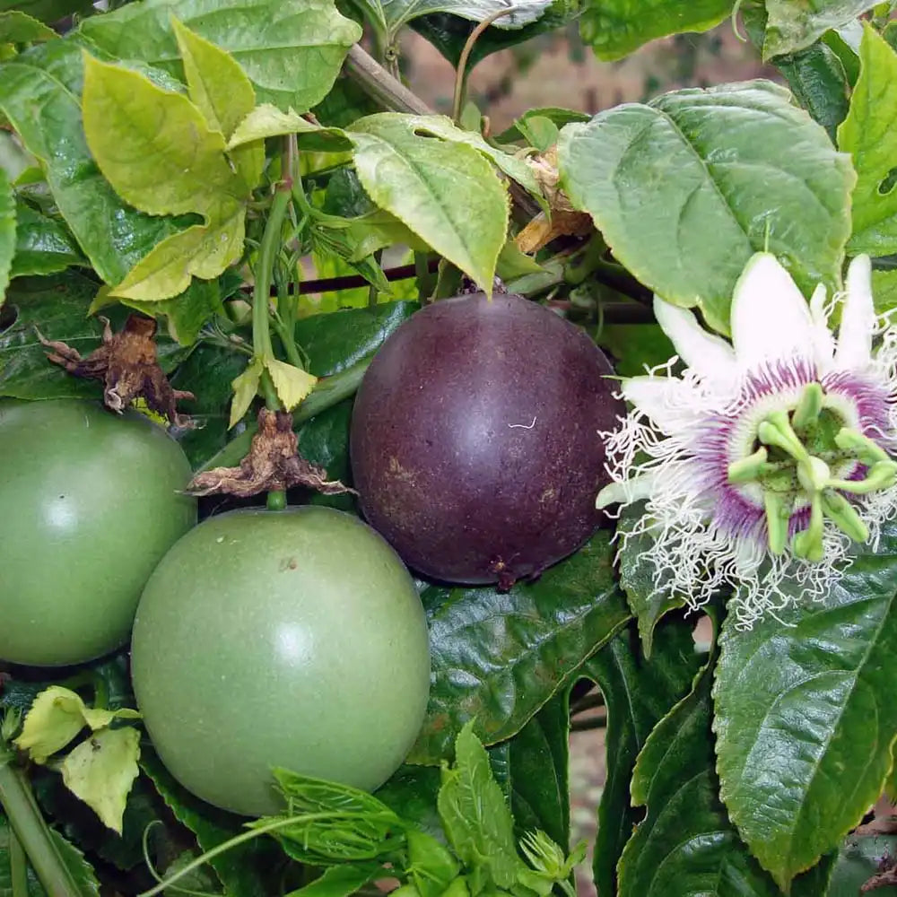 Maracuja, Fructul Passiuni (Passiflora edulis), floarea pasiunii cu fructe exotice mov si aromate