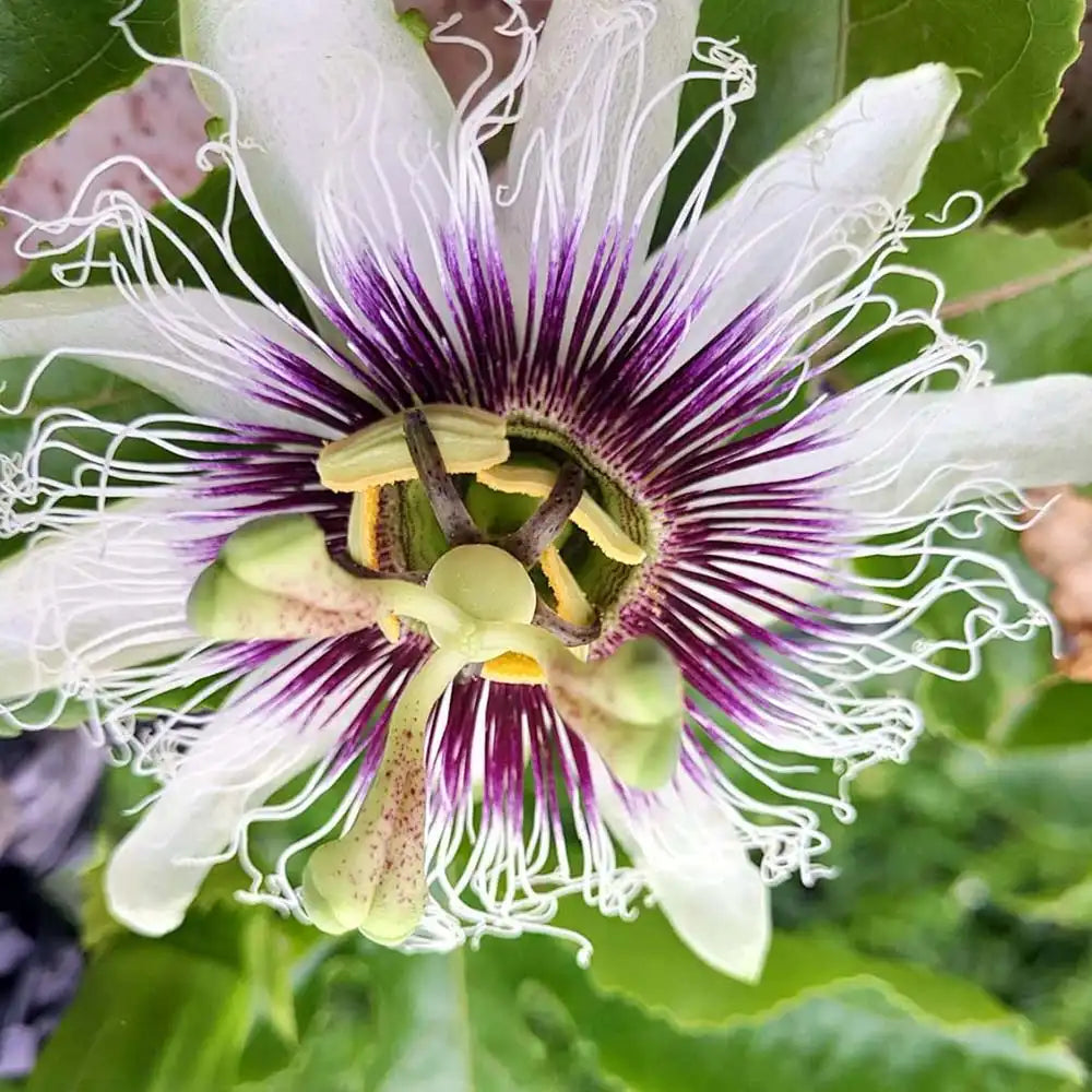 Maracuja, Fructul Passiuni (Passiflora edulis), floarea pasiunii cu fructe exotice mov si aromate