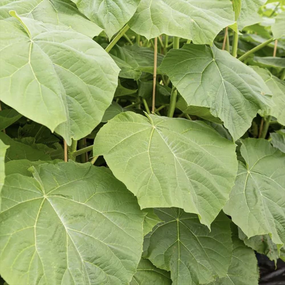 Arborele Printesei- Paulownia Tomentosa, copac ornamental cu crestere rapida, flori mov-liliachii parfumate, copac de umbra perfect