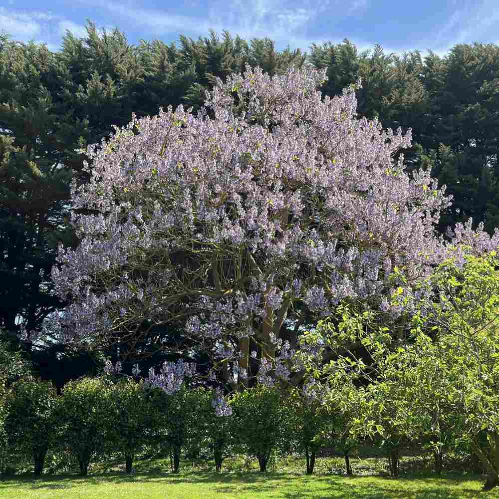 Arborele Printesei- Paulownia Tomentosa, copac ornamental cu crestere rapida, flori mov-liliachii parfumate, copac de umbra perfect