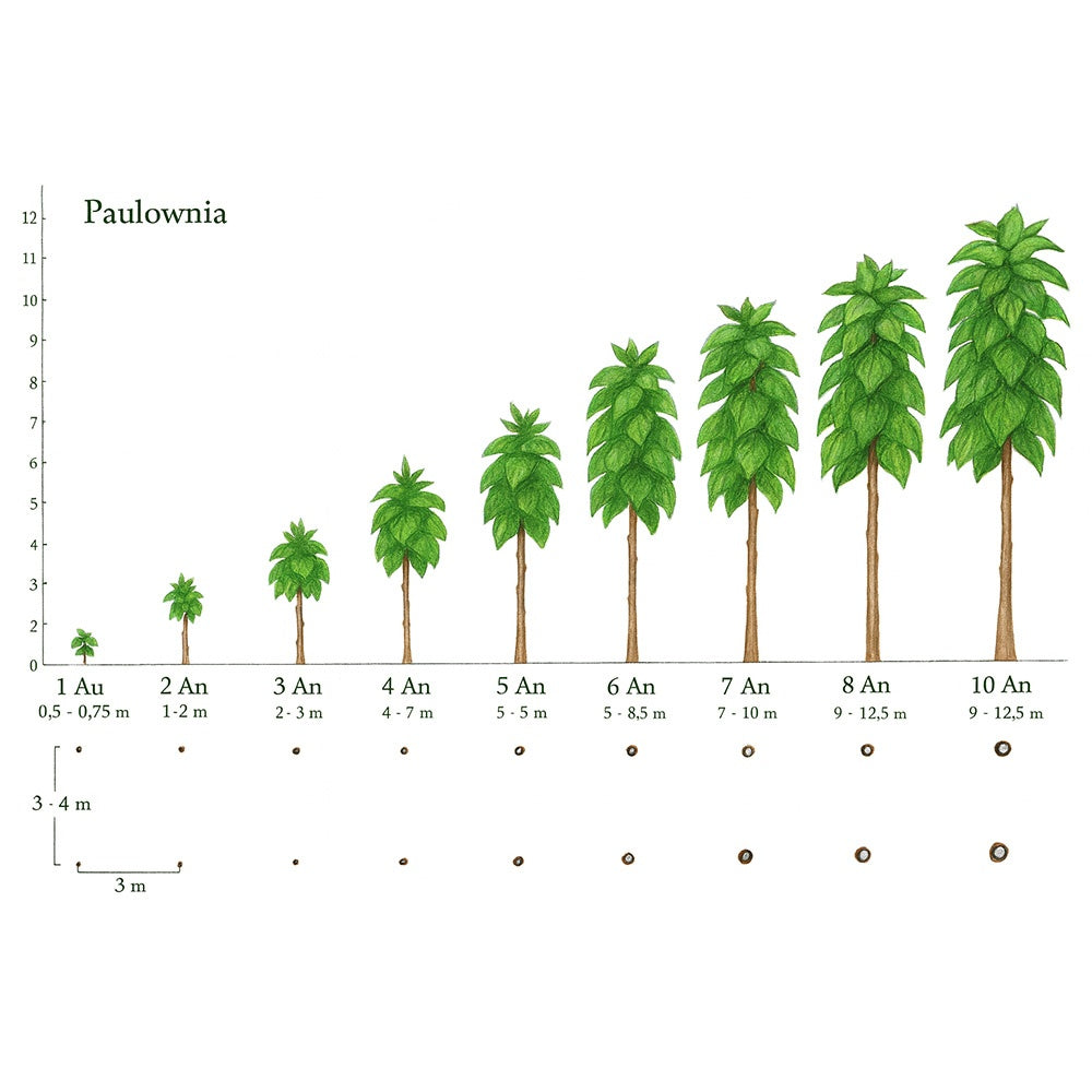 Arborele Printesei- Paulownia Tomentosa, copac ornamental cu crestere rapida, flori mov-liliachii parfumate, copac de umbra perfect