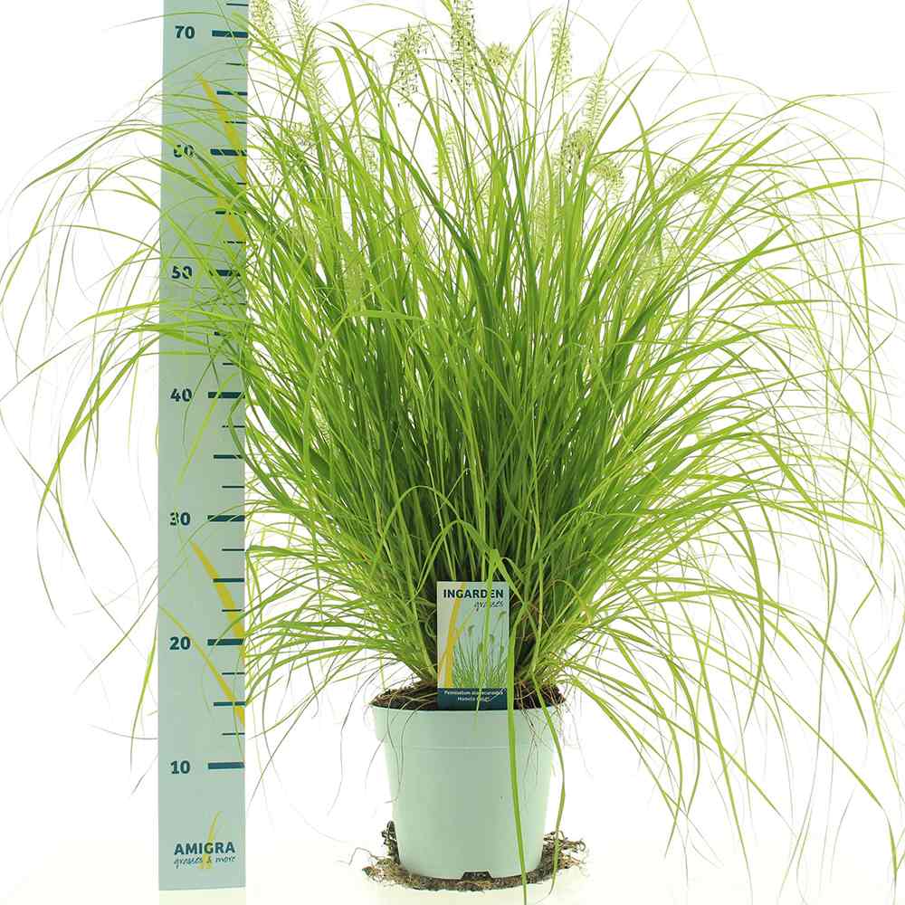 Iarba Chinezeasca Pennisetum Hameln Gold, frunzis galben, spicuri elegante, perena decorativa, rezistenta la frig