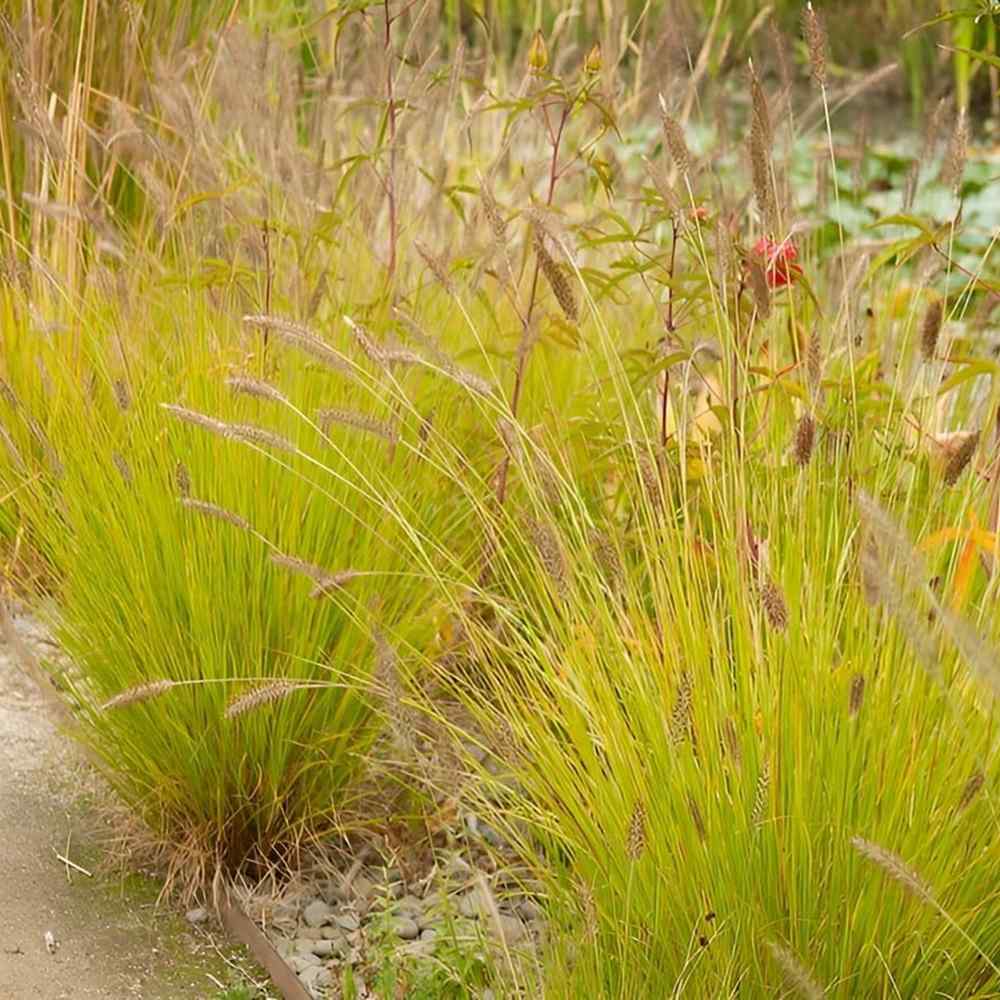 Iarba Chinezeasca Pennisetum Hameln Gold, frunzis galben, spicuri elegante, perena decorativa, rezistenta la frig