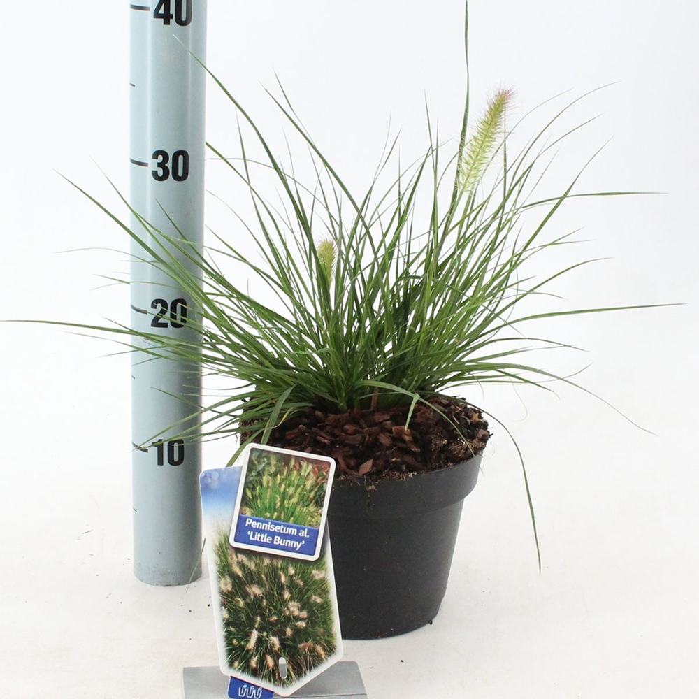 Iarba Chinezeasca Pennisetum Little Bunny, planta perena compacta cu spice pufose si crestere rapida