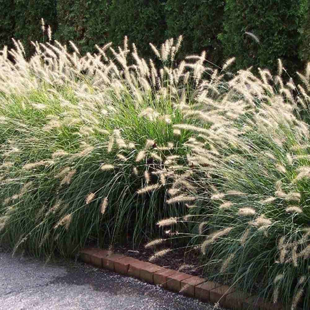 Iarba Chinezeasca Pennisetum Little Bunny, planta perena compacta cu spice pufose si crestere rapida