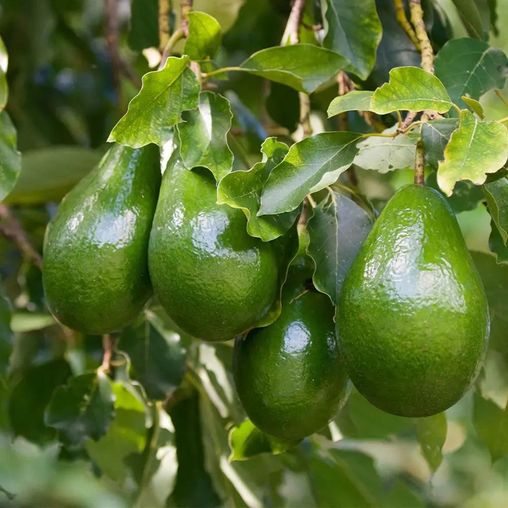 Pom Avocado (Mangifera indica), in ghiveci, planta exotica cu fructe aromate