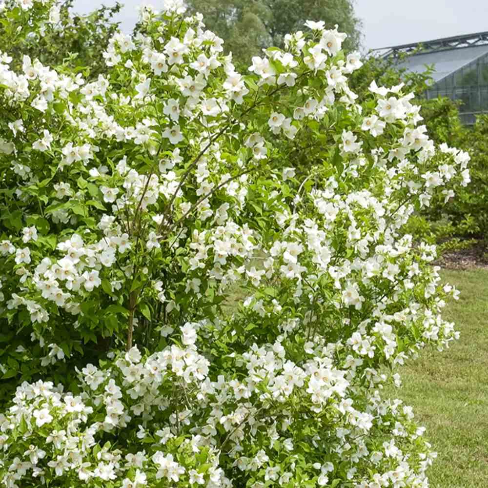 Lamaita Belle Etoile (Iasomie de gradina) Philadelphus, flori albe parfumata cu centru roz-purpuriu