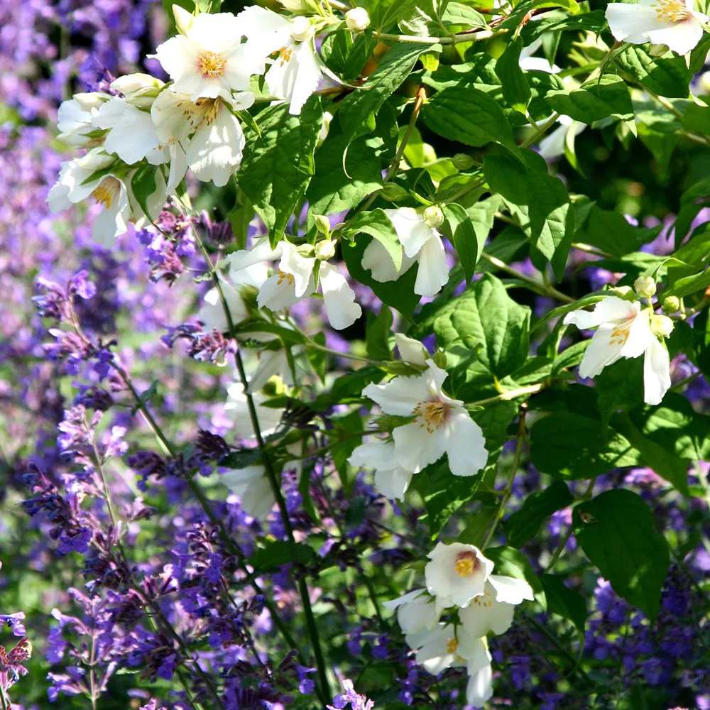 Lamaita Belle Etoile (Iasomie de gradina) Philadelphus, flori albe parfumata cu centru roz-purpuriu