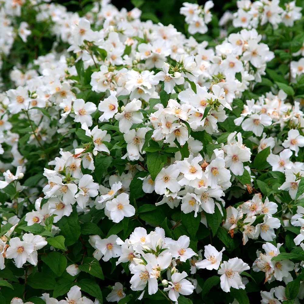 Lamaita Belle Etoile (Iasomie de gradina) Philadelphus, flori albe parfumata cu centru roz-purpuriu