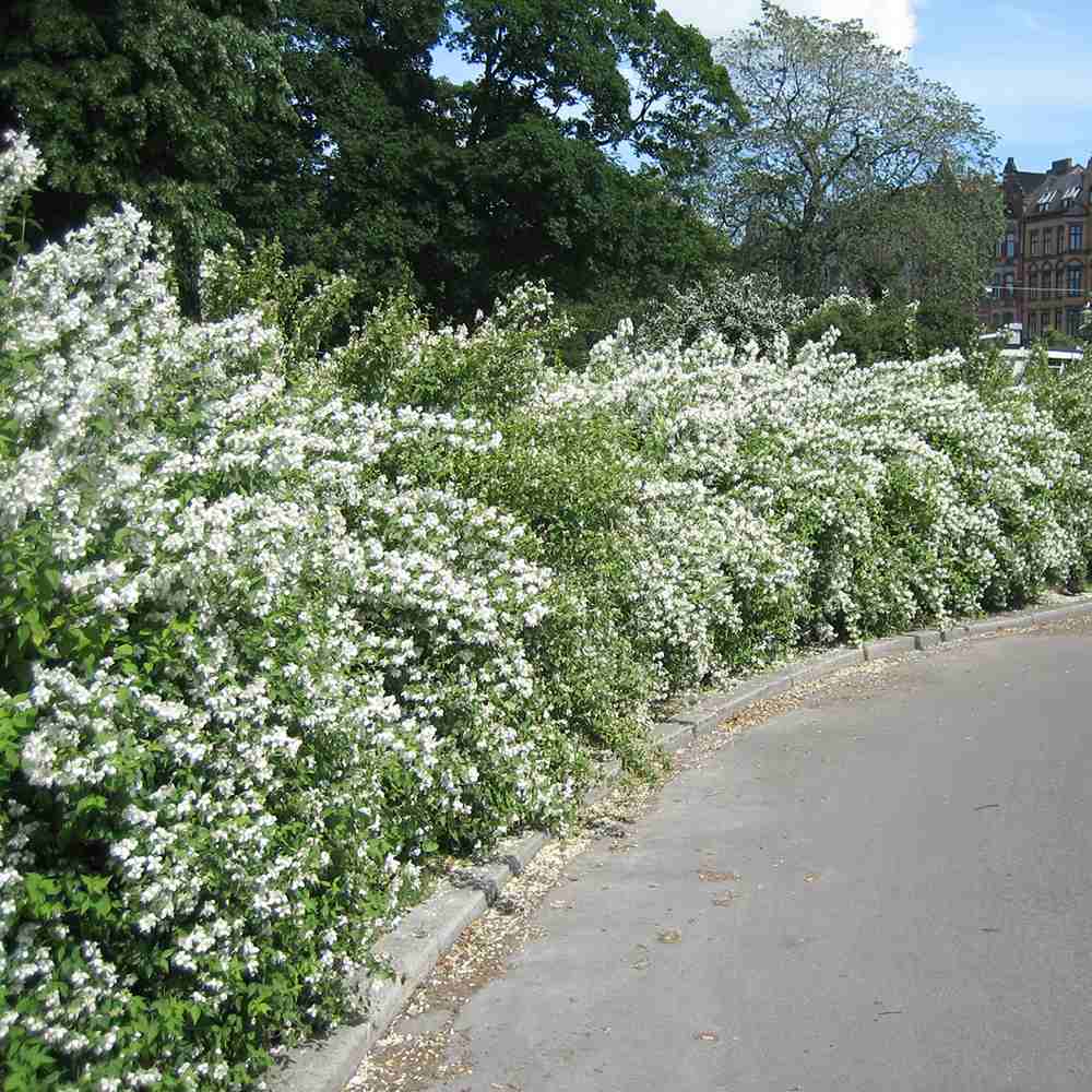 Iasomie de gradina Philadelphus Mont-Blanc, arbust cu flori albe si parfum de iasomie si portocal, inflorire abundenta, rezistent la ger