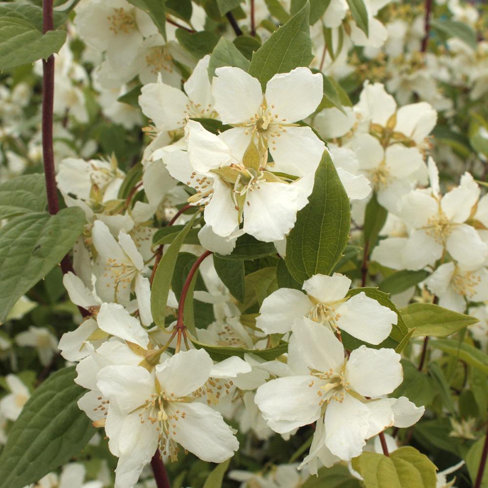 Iasomie de gradina Philadelphus Mont-Blanc, arbust cu flori albe si parfum de iasomie si portocal, inflorire abundenta, rezistent la ger