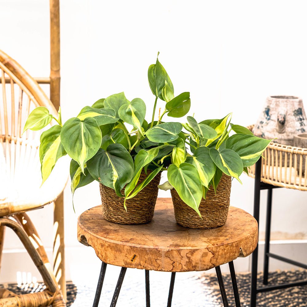 Philodendron Brasil, planta de interior curgatoare cu frunze verzi si galbene, decor tropical usor de ingrijit - 20/25 cm