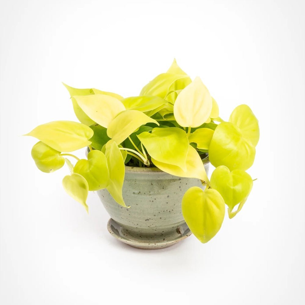 Philodendron Lime - 15 cm