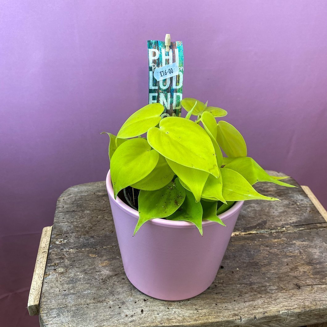 Philodendron Lime - 15 cm