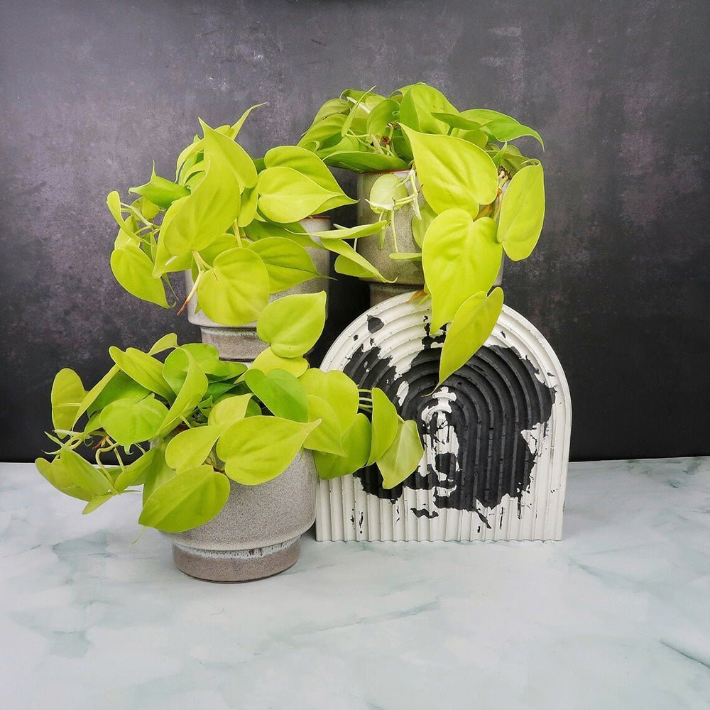 Philodendron Lime - 15 cm