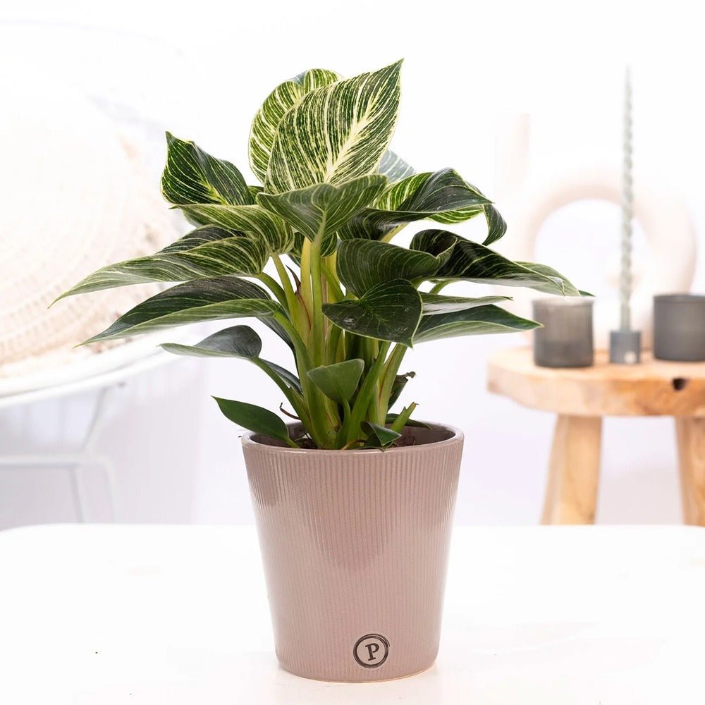 Philodendron White Wave - 25 cm