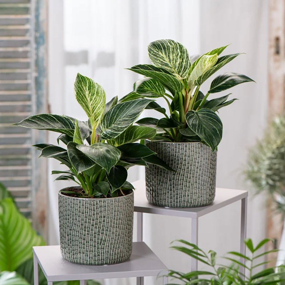 Philodendron White Wave - 25 cm