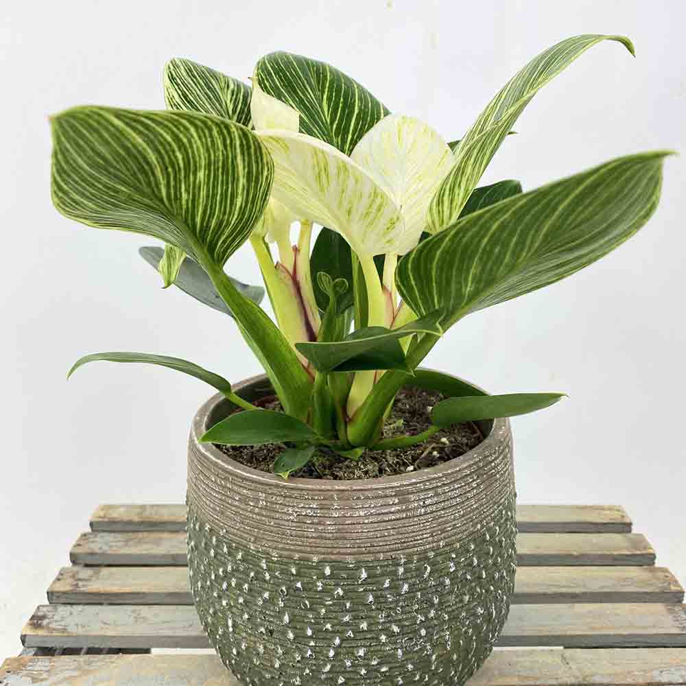 Philodendron White Wave - 25 cm