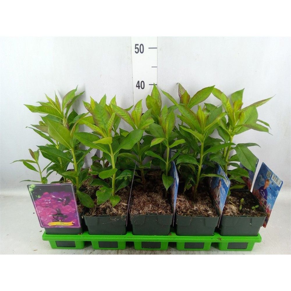 Brumarela Inalta Phlox paniculata Roberta – flox mov purpuriu parfumat, planta perena decorativa, crestere rapida