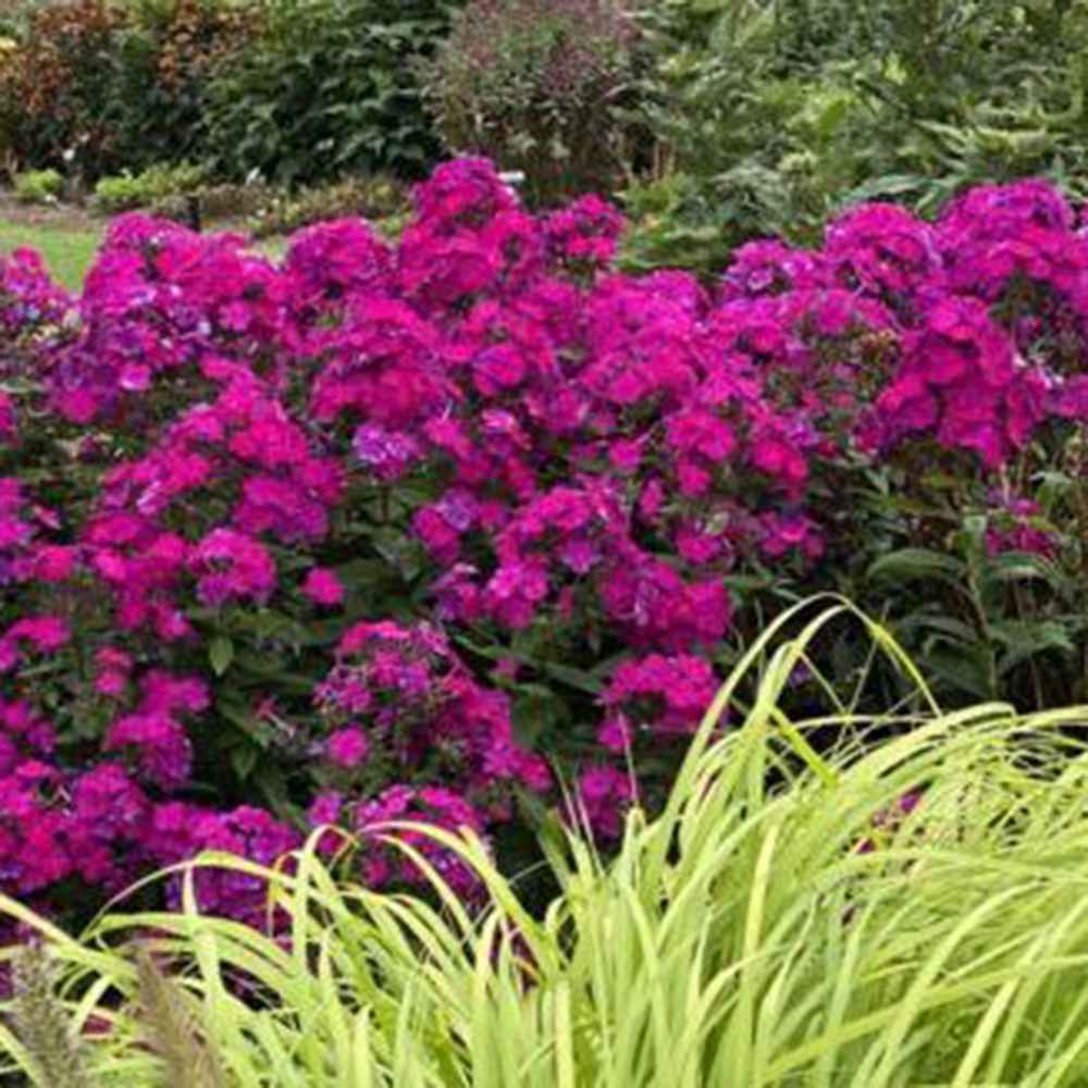 Brumarela Inalta Phlox paniculata Roberta – flox mov purpuriu parfumat, planta perena decorativa, crestere rapida